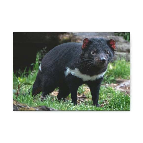 Majestic Tasmanian Devil Art Majestic Tasmanian Devil Print Animal Wall Art Wild